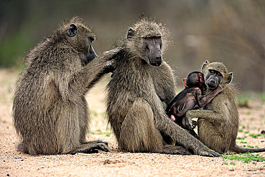 大狒狒,豚尾狒狒,成年,两个,女性,小动物,交际,行为,群,克鲁格国家公园,南非,非洲