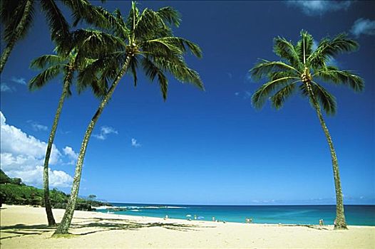 夏威夷,瓦胡岛,北岸,椰树,威美亚湾,大,蓝天