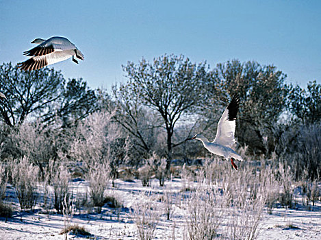雪雁,加拿大雁,飞起,国家野生动植物保护区,新墨西哥,美国