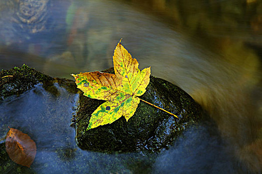 秋叶,石头,河流