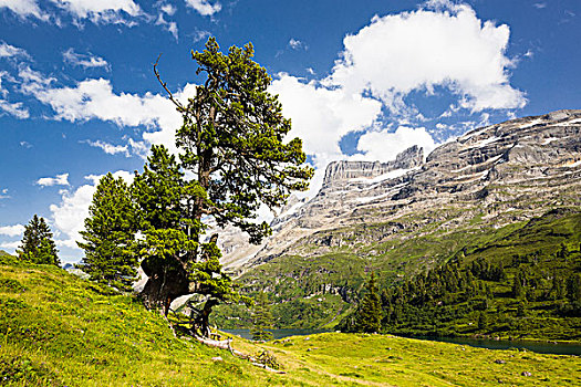 瑞士,松树,高山,湖