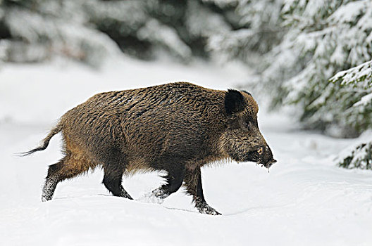 野猪,走,冬天,巴伐利亚,德国