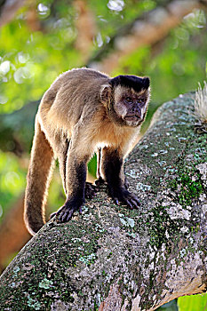 黑帽悬猴,棕色卷尾猴,成年,猴子,树,潘塔纳尔,巴西,南美