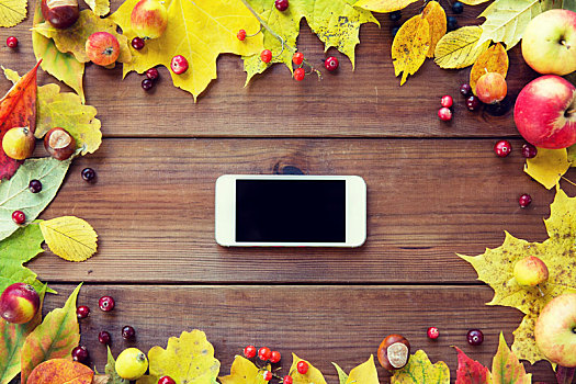 智能手机,秋叶,水果,浆果