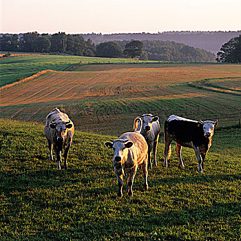 牛,放牧,草场