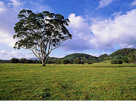 白色,桉树,靠近,新南威尔士,澳大利亚