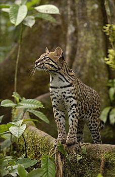 豹猫,虎猫,站立,板状根,林中地面,亚马逊雨林,厄瓜多尔,南美