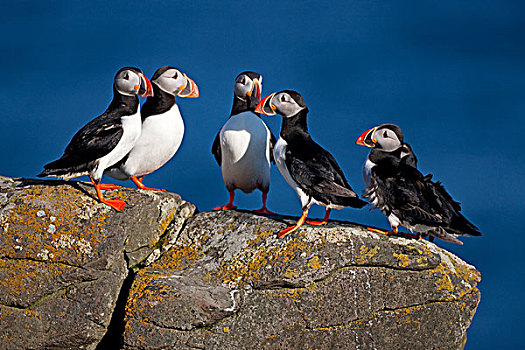 角嘴海雀,北极,岛屿,冰岛,欧洲