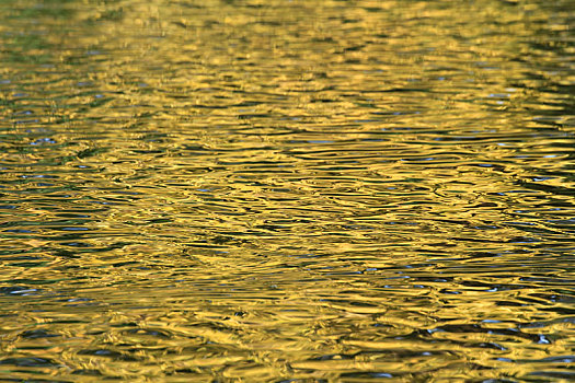 波光粼粼的金黄色水面