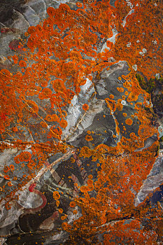 喀纳斯秋天红色岩石苔