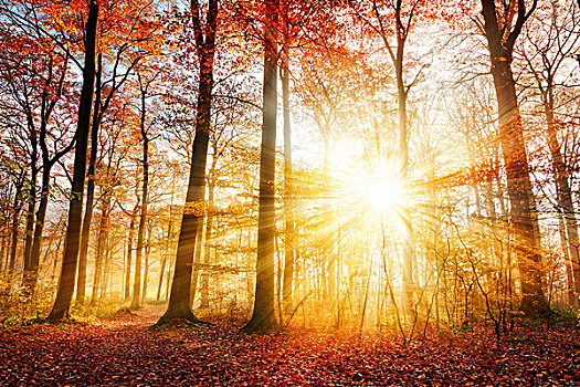 漂亮,秋天,阳光,树林