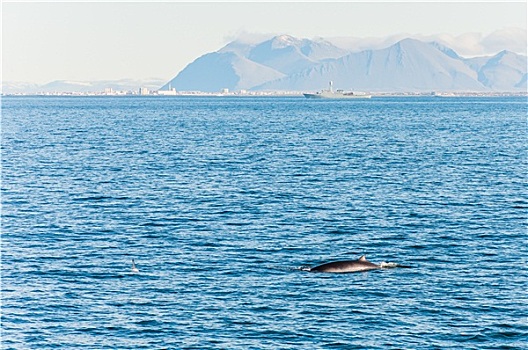 驼背鲸,冰岛