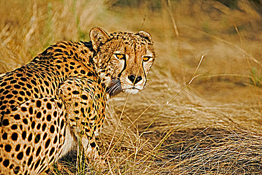 成年,印度豹,尾随,捕食,高草,金光,日落,纳米布沙漠,达马拉兰,纳米比亚