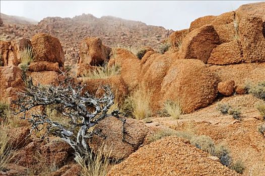枯木,花冈岩,石头,靠近,住宿,纳米比亚,非洲