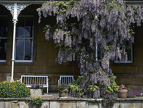 阳台,遮盖,紫色,紫藤,攀缘植物