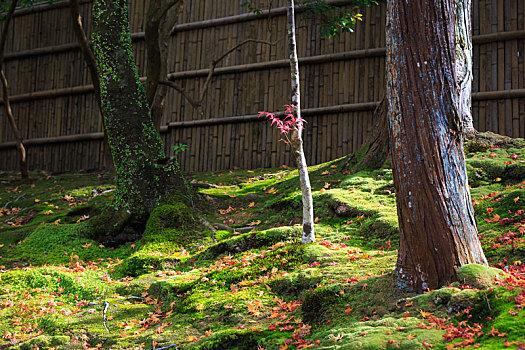 阳光下,枫树,干上,一支,红色,枫叶,日本,京都,花园,植被