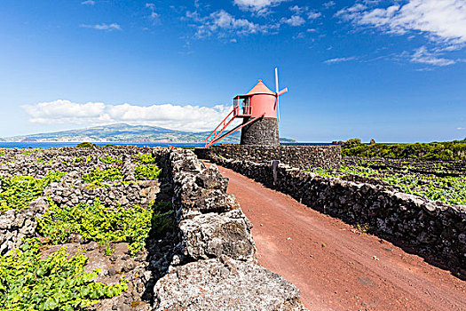 乡村道路,红色,风车,葡萄种植,地点,火山岩,石墙,蔽护,法亚尔,远景,皮库岛,亚速尔群岛,葡萄牙