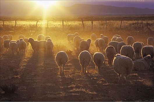 羊群,哺乳动物,日落,胡胡伊,阿根廷,南美,动物