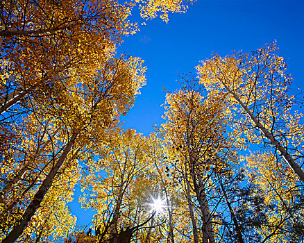 美国,亚利桑那,大峡谷国家公园,太阳,秋天,彩色,小树林,颤杨,大幅,尺寸
