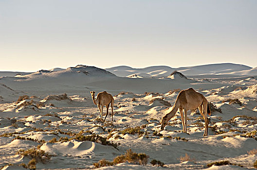 一对,骆驼,放牧,沙丘