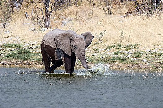 非洲象,站在水中,象鼻,埃托沙国家公园,纳米比亚,非洲