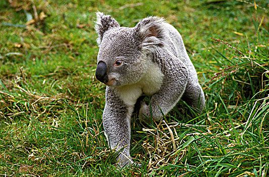 树袋熊,草地,澳大利亚