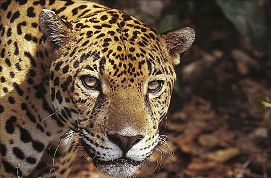 美洲虎,美洲豹,哺乳动物,猫科动物,伯利兹,中美洲,动物