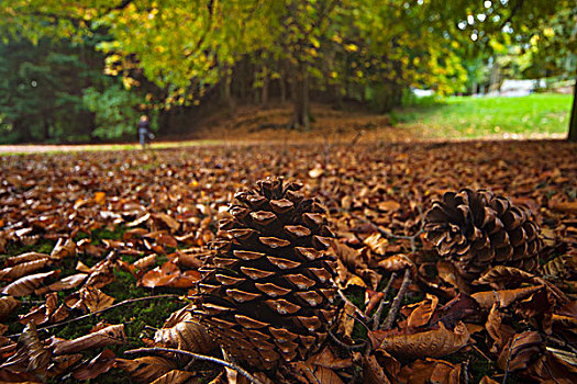 松果,秋天,彩色,地面,诺森伯兰郡,英格兰