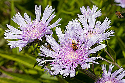 蜜蜂,紫苑属