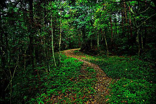 森林与小路