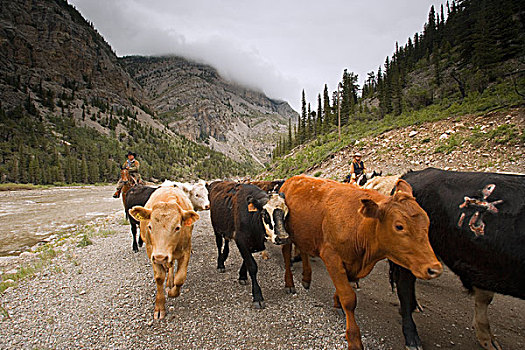 牛仔,放牧,牛,南方,艾伯塔省,加拿大