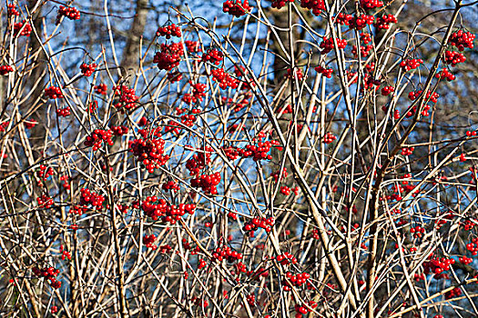 冬天,红色浆果,荚莲属植物