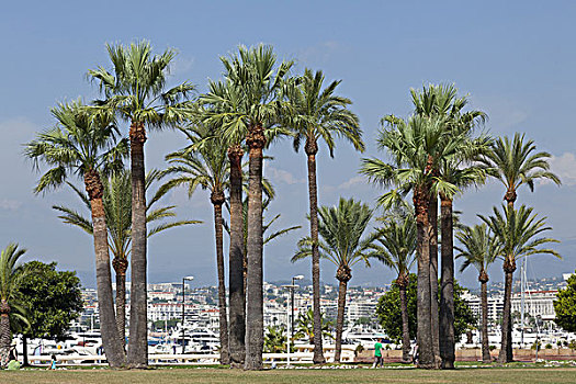 棕榈树,海滩,散步场所,戛纳,里维埃拉,法国,欧洲