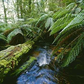 雨林,河流,桫椤,山谷,国家公园,澳大利亚