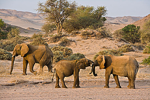 荒芜,大象,达马拉兰,纳米比亚