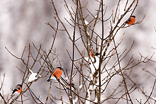 红腹灰雀,雪,枝条,树