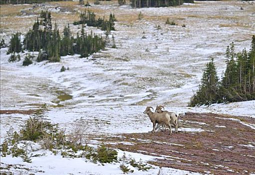 大角羊,魅力,冰川国家公园,蒙大拿,美国,北美