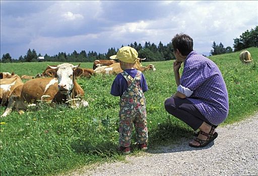 母亲,看,母牛,上巴伐利亚