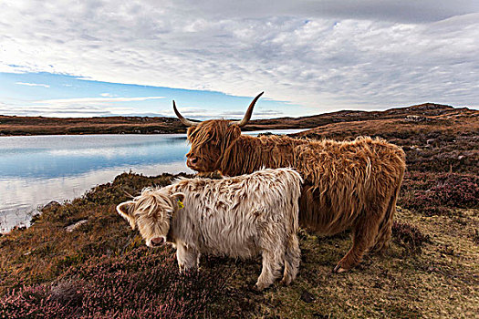 苏格兰,高地,母牛,靠近,西部,海岸