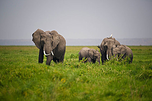 大象,安伯塞利国家公园