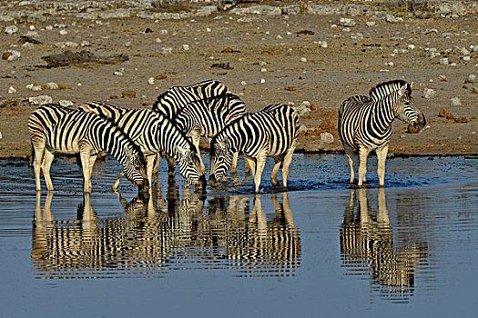 斑马,马,水,水坑,埃托沙国家公园,纳米比亚,非洲