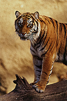 苏门答腊虎,虎,大幅,尺寸