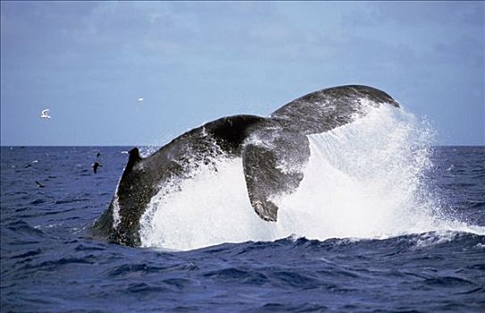 驼背鲸,大翅鲸属,鲸鱼,尾部,汤加