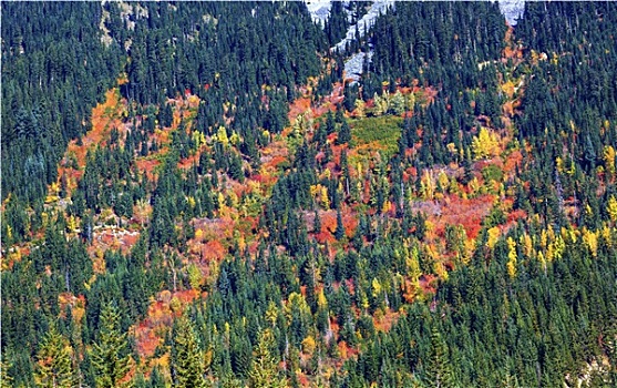 秋色,山,树林,华盛顿