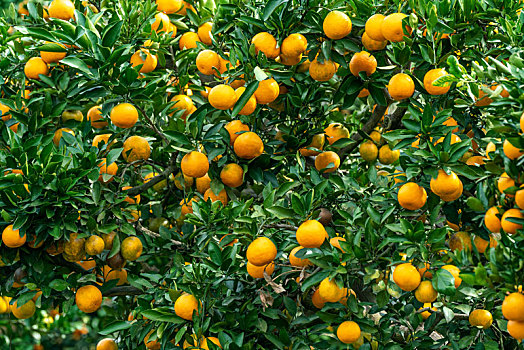 挂满枝头的橘子