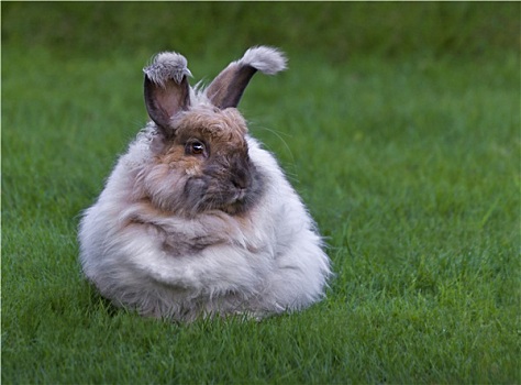 安哥拉兔