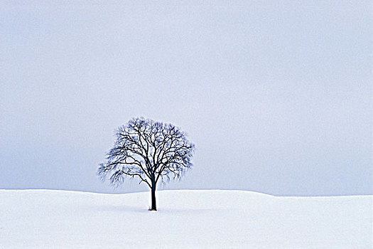孤木,雪中,遮盖,冬季风景,渥太华,安大略省,加拿大