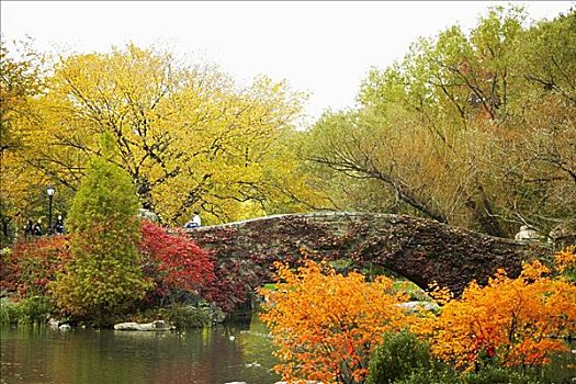 树,步行桥,中央公园,曼哈顿,纽约,美国