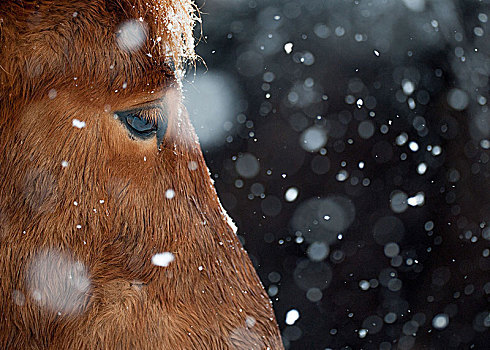 冰岛马,冰岛,冬天,下雪