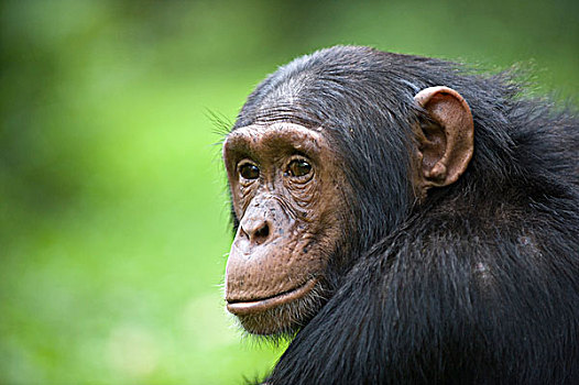 黑猩猩,类人猿,幼小,西部,乌干达